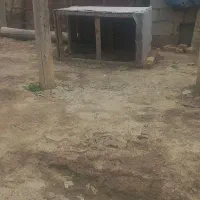 قفس مرغ و خروس  وبوقلمون  ولاری