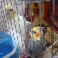 عروس هلندی