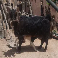 بز کهره دار دونه چین