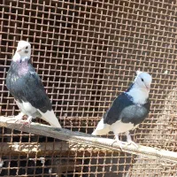 ابلغ سروروشازده سیاه