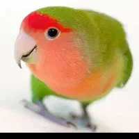 قبول واگذاری پرندگان رایگان