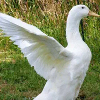 مرغابی  اردک