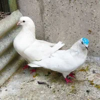 کفتر کبوتر ۱۰ جفت گردن ماری شمرونی پرش سنگین