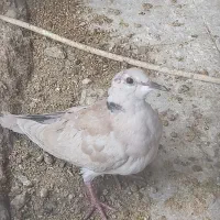 کبوتر خانگی