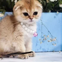 دوتا گربه گلد اسکاتیش فولد
