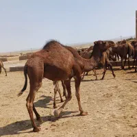 شتر|حیوانات مزرعه|اسفراین, |دیوار