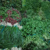 پخش سبزی جور باغ