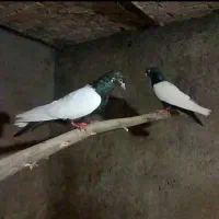 جفت سینه سیاه کاکلی عطیقه بدون پر غلط