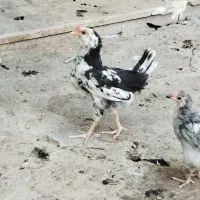 مرغ خروس