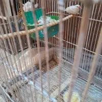 جفت فنچ آماده تخم گذاری