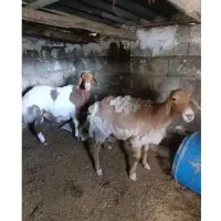 ورن و میش چینی