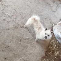 2عدد سگ|سگ|محمدیه-قزوین, |دیوار