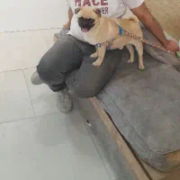 سگ پاگ