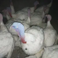 بوقلمون گوشتی بیوتی