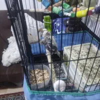 جوجه عروس هلندی