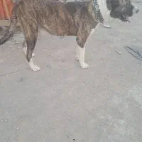 سگ گله
