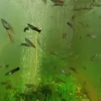 ماهی کپی نژاد خوشگل