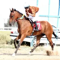 اسب کورسی