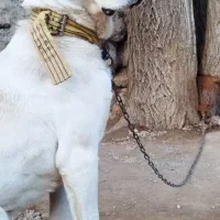 سگ سرابی نر