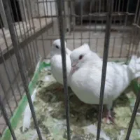 کبوتر