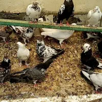 کبوتر، حدود30تا