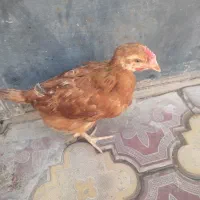 جوجه سرحال
