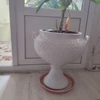 گلدان و گل بزرگ