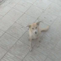 سگ گله