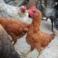 فروش خروس کردی اصل دانه۶۰۰هزار