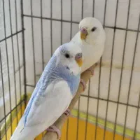 مرغ عشق، فنچ زبرا،فنچ نرگسی