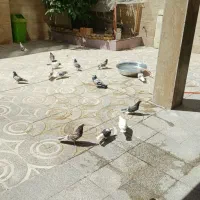کبوتر سرحال