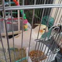 عروس هلندی ماده