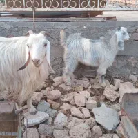 بز و بزغاله  جوان