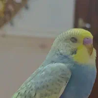جوجه مرغ عشق