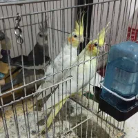 یک جفت عروس هلندی و یک جوجه با قفس و تمام لوازم.