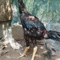 جوجه  خروس لاری خوش نسل دانگ بالا