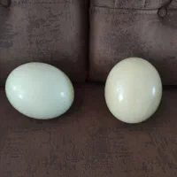 شتر مرغ تخم