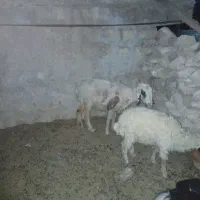 گوسفند