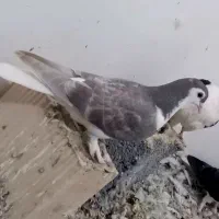 ۱۰۰۰۰۰۰|پرنده|مشهد, امیریه|دیوار