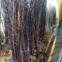 نهالستان ماه نهال