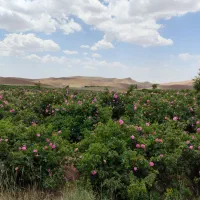 گل محمدی تازه و درجه ۱ کامو (کاشان)