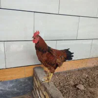 خروس محله