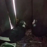 کفتر پلنگ