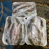 ماهی|ماهی|بیجار, |دیوار