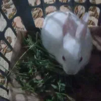 بچه خرگوش تعداد10عدد