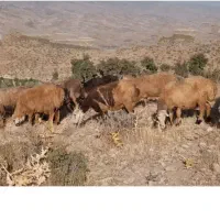 دامداری و قشلاق