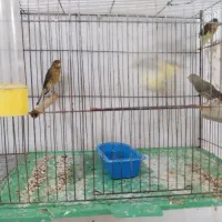 ۴ عدد جوجه قناری
