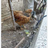 ۶تا مرغ و خروس