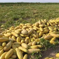 فروش هندوانه وخربزه درجه یک