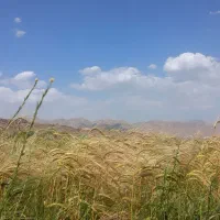 علف زنی بادستگاه